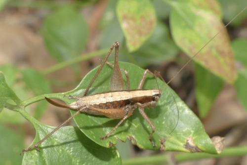 Yersinella raymondii